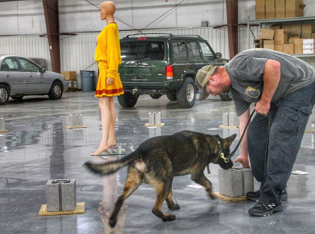 trainer working with explosive detection canine