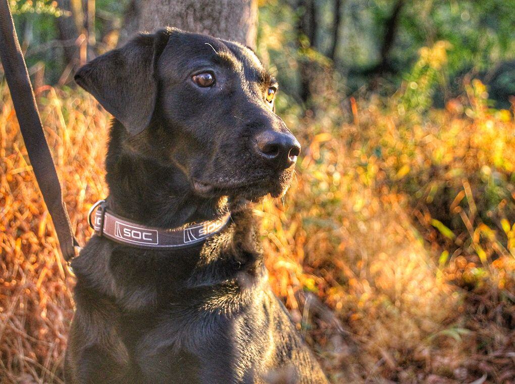 dog wearing SOC-branded collar