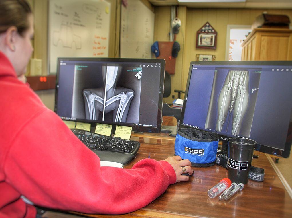 woman at desk viewing x-ray images of canine