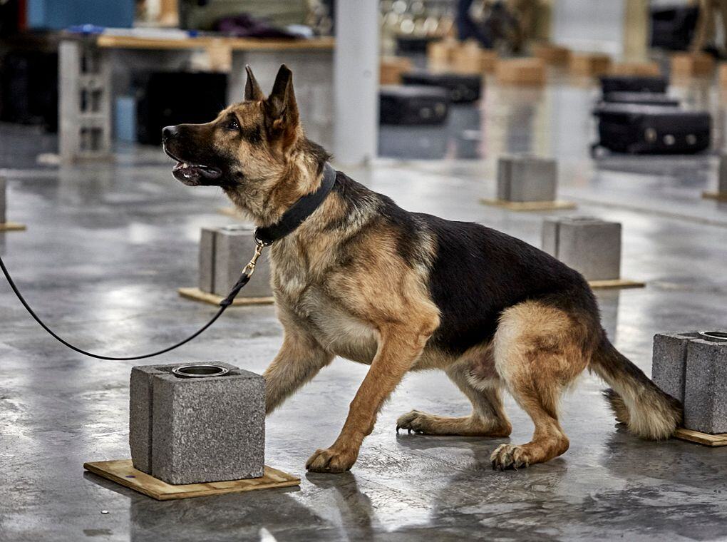 explosive detection canine training