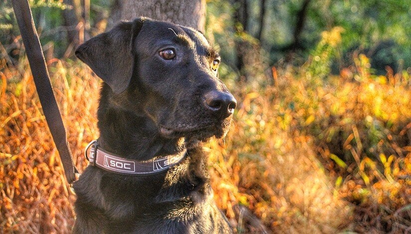 K9 First SOC trained dog