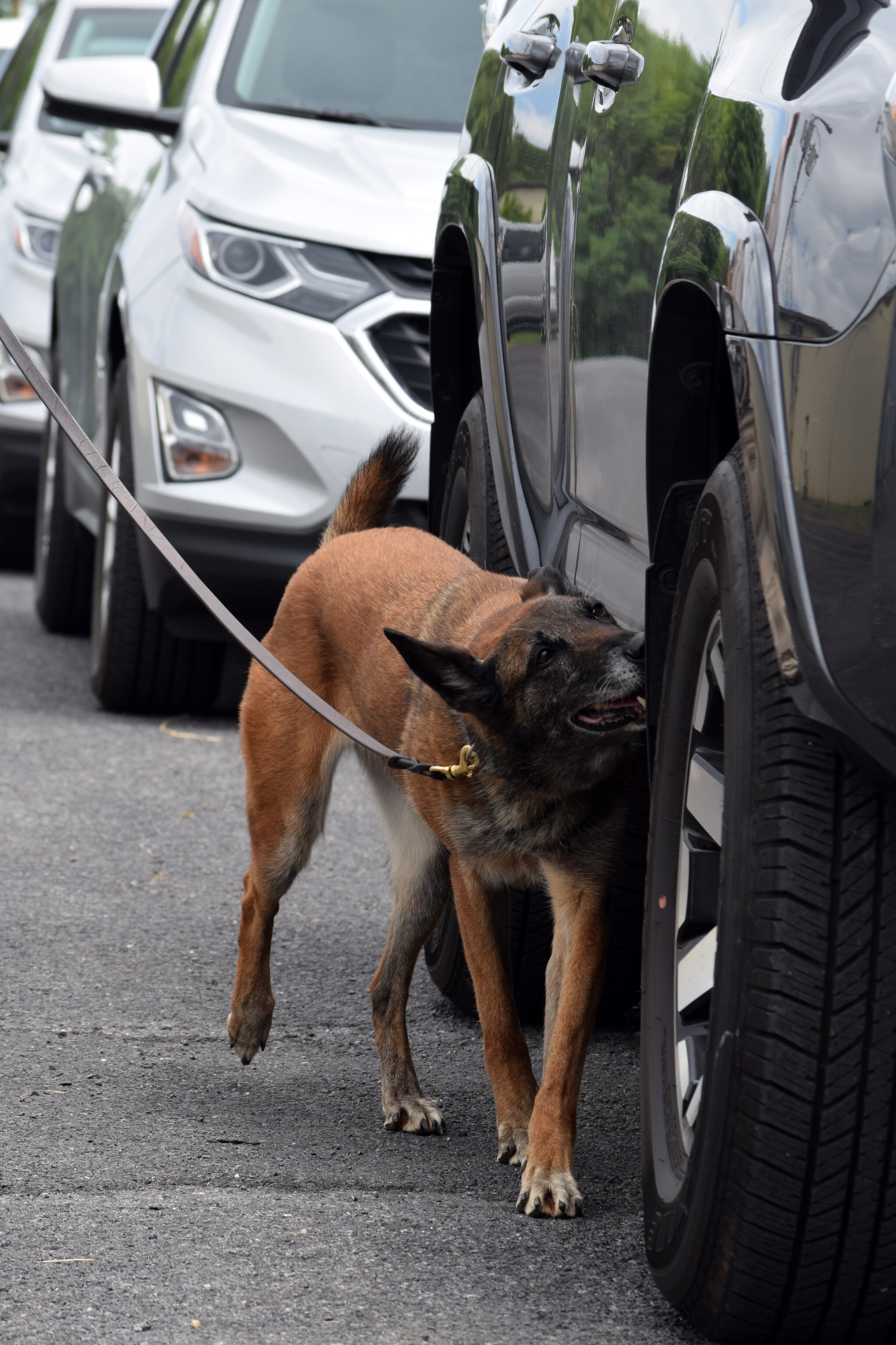 Canine searching car