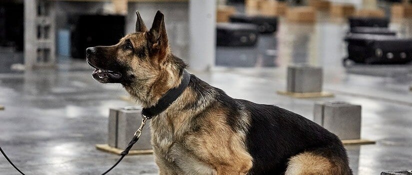 Trained K9