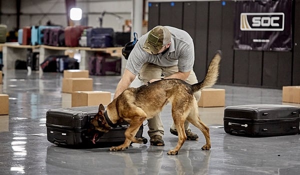 Bomb sniffing dog with handler 
