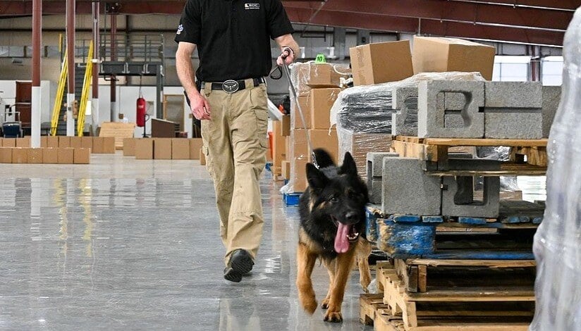 new green dog being trained